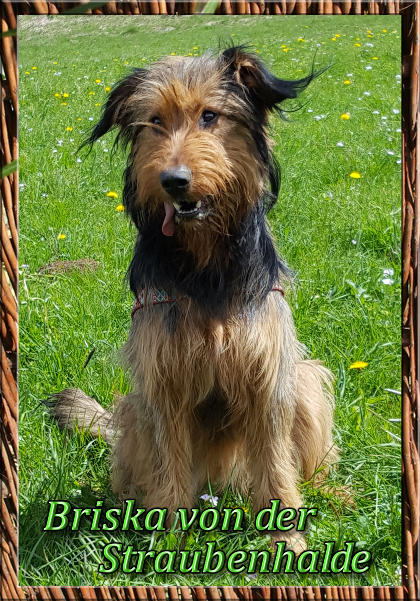 Wäller von der Straubenhalde